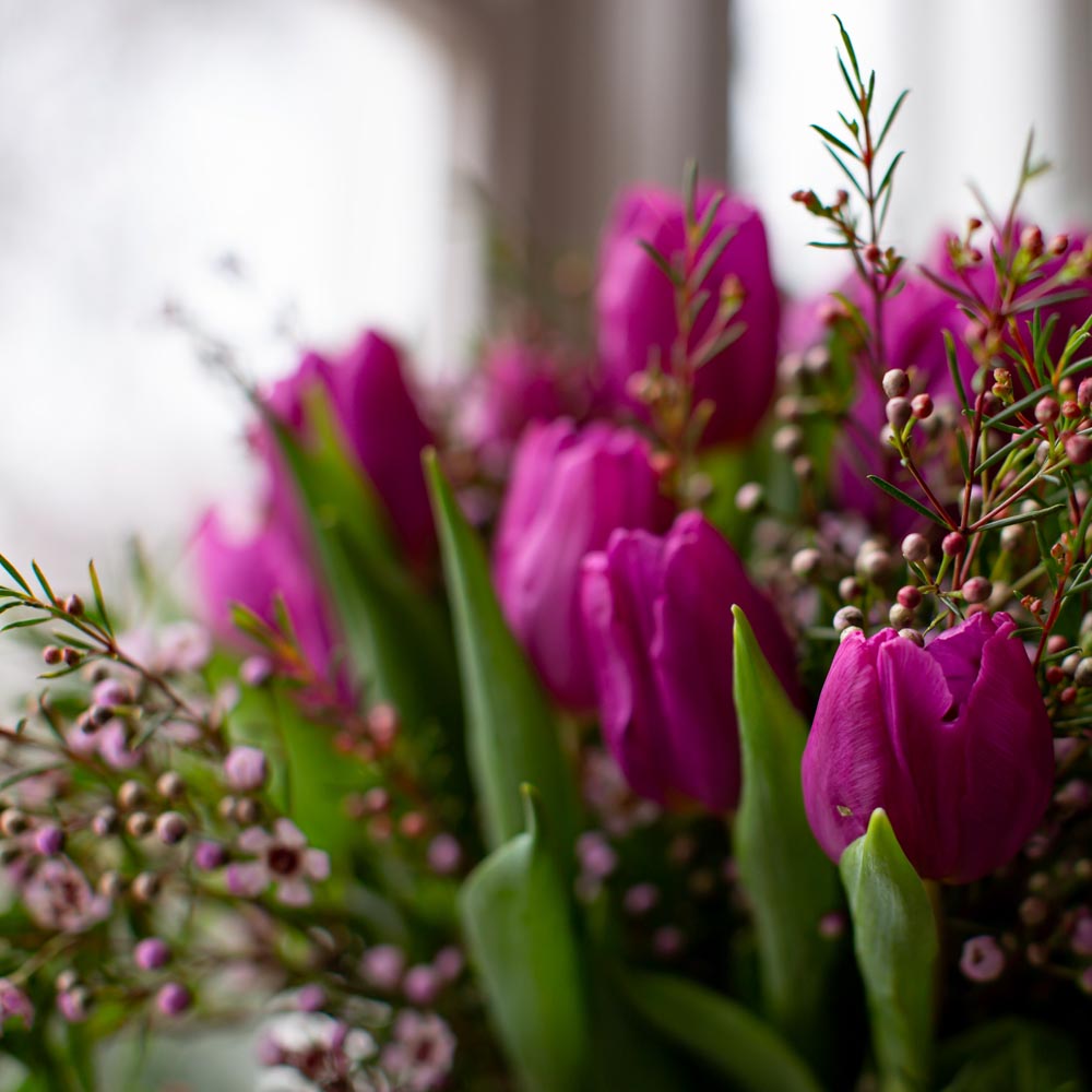 Tulpen paars - Afbeelding 4